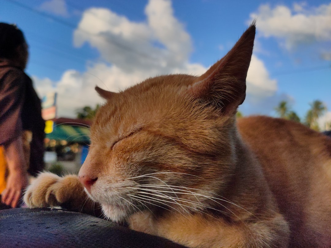子犬・子猫をペットホテルに預けるには何ヶ月から？月齢・ワクチン条件を解説